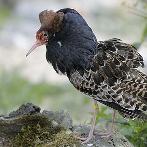 Ruff displaying (1)