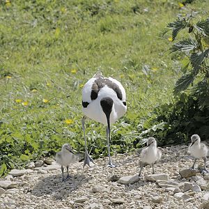 Avocet and chicks