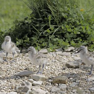 A clutch of avocet chicks