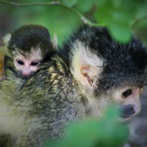 Baby Squirrel Monkey - just hours old!!