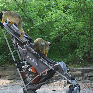 Don't leave your stroller unattended.