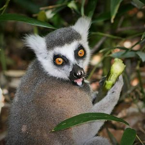 Ring Tailed Lemur.
