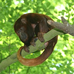 Howler Monkey