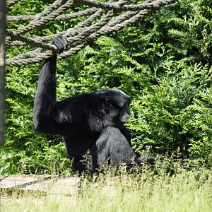 Symphalangus syndactylus