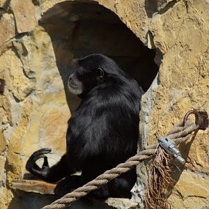 Symphalangus syndactylus