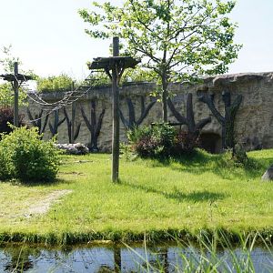 Paddock of Gorilla gorilla gorilla