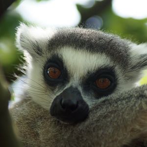Lemur catta