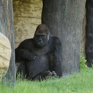 Gorilla gorilla gorilla