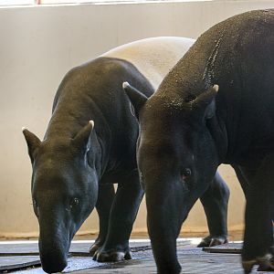 Malayan tapir : Port Lympne : 31 Mar 2015