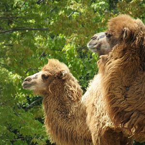 Bactrian Camel