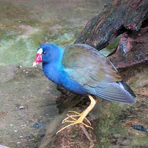Purple Gallinule