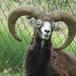 Mouflon