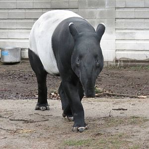 Malayan Tapir