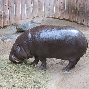 Pygmy Hippo.