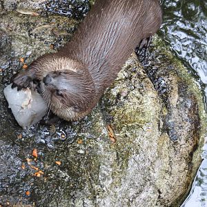 River Otter