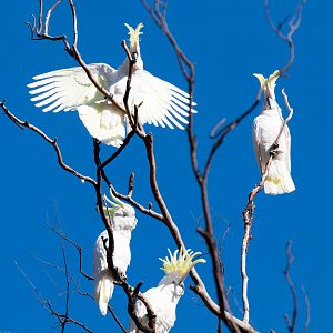 Sulphur-crested Cockatoos