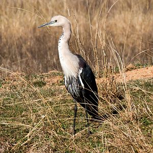 White-necked Heron