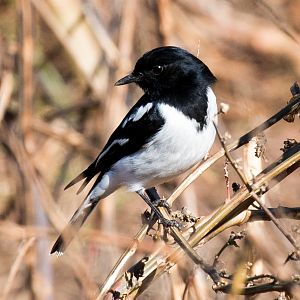 Hooded Robin