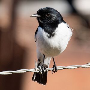 Hooded Robin
