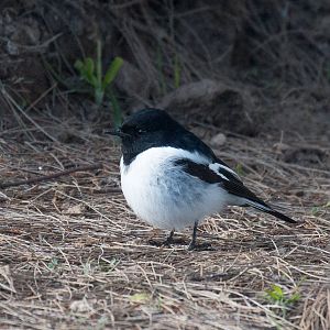 Hooded Robin