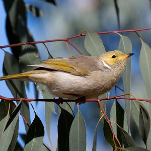 White-plumed Honeyeater