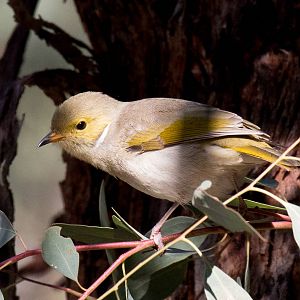 White-plumed Honeyeater
