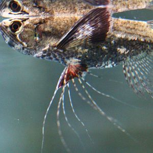 Fish Files: African Butterflyfish