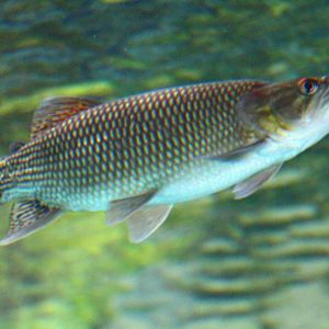 Fish Files: African Pike