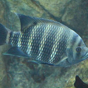 Fish Files: Zebra Tilapia