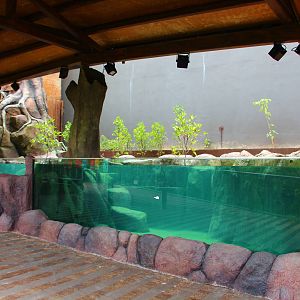 New Mangrove/Coastal Display (Under Construction)