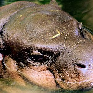 Young pygmy hippopotamus; Whipsnade; 6th Jube 2015