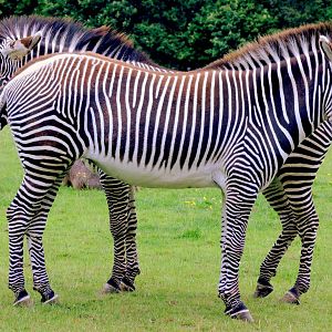 Grevy's zebras; Whipsnade; 6th June 2015