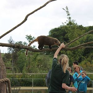 Coati feed