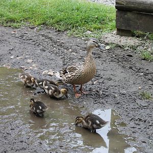 Biggest crowd of spectators all day