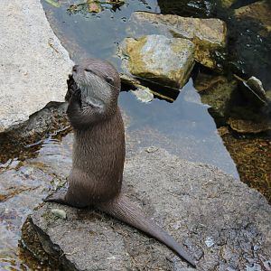 Otter juggling
