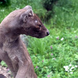 Fossa