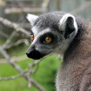 Ring-tailed Lemur