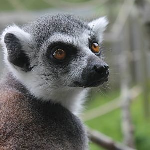 Ring-tailed lemur