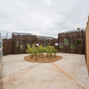 Oncilla; rusty-spotted cat (exhibit) : Hamerton : 25 May 2015