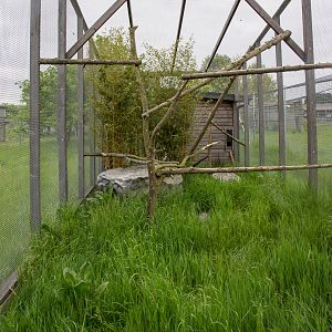 Rusty-spotted cat (exhibit) : Hamerton : 25 May 2015