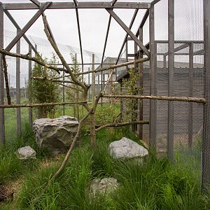 Oncilla (exhibit) : Hamerton : 25 May 2015