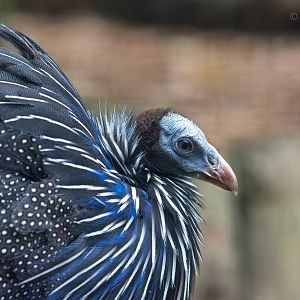 Vulturine guineafowl : Hamerton : 25 May 2015