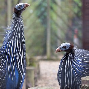Vulturine guineafowl : Hamerton : 25 May 2015
