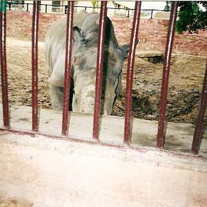 White rhino c.2001