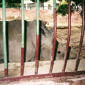 White rhino c.2001