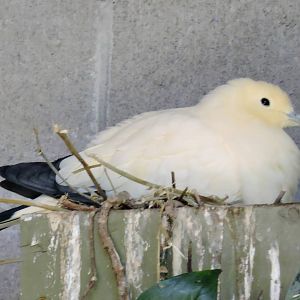 Pied imperial pigeon