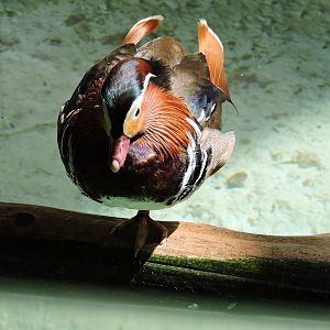 Mandarin Duck