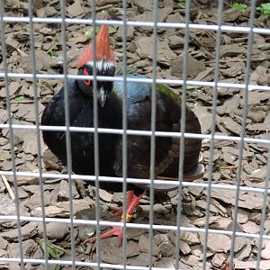 Crested Wood Partridge