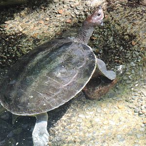 Malaysian painted turtle
