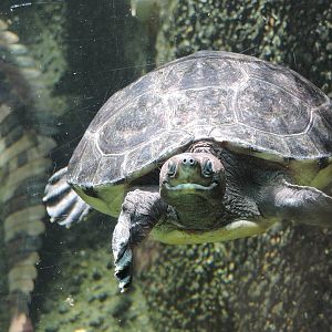 Malaysian painted turtle